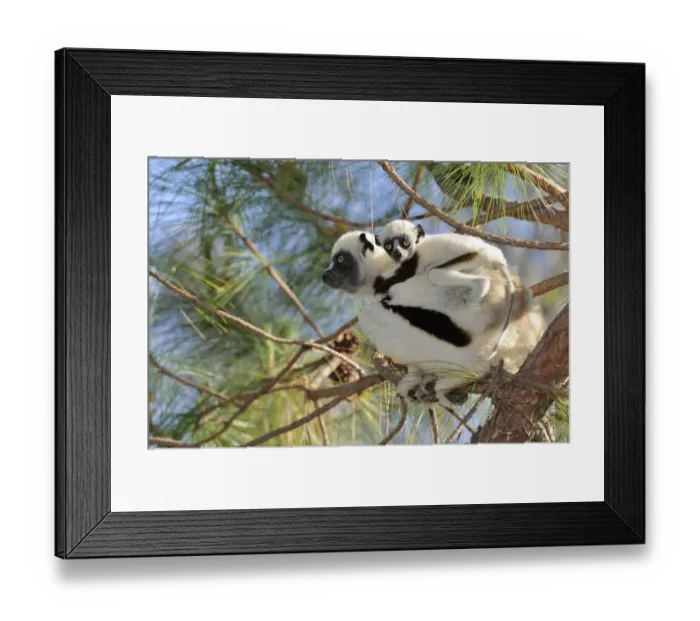 Framed Print : Coquerels Sifaka (Propithecus coquereli), female adult with young on back, Madagascar, Africa Framed Print : Coquerels Sifaka (Propithecus coquereli), female adult with young on back, Madagascar, Africa