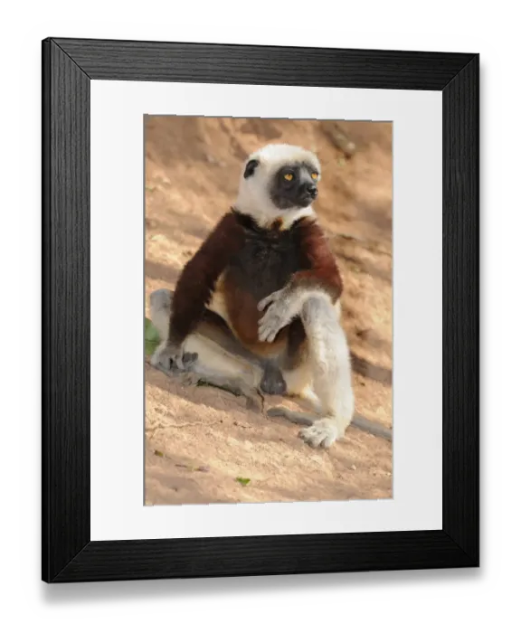 Framed Print : Coquerels Sifaka (Propithecus coquereli), Madagascar, Africa Framed Print : Coquerels Sifaka (Propithecus coquereli), Madagascar, Africa
