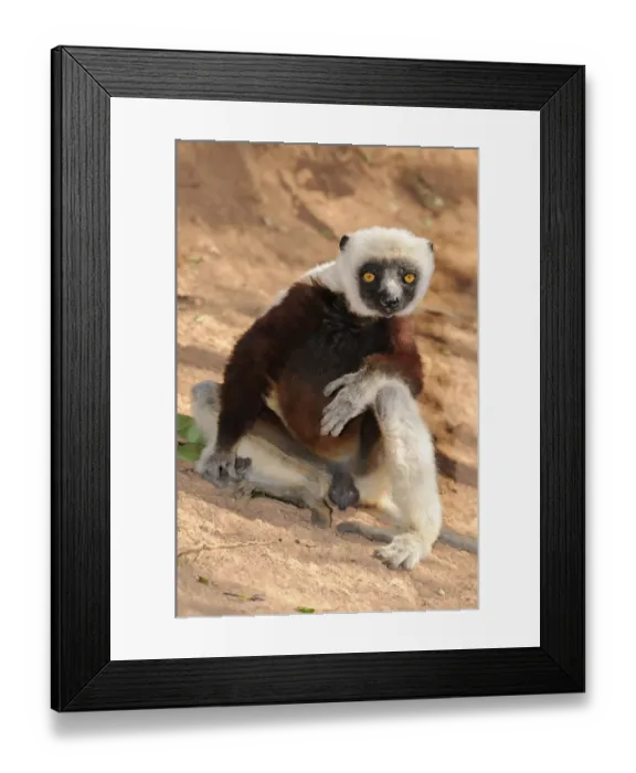 Framed Print : Coquerels Sifaka (Propithecus coquereli), observing its surroundings, Madagascar, Africa Framed Print : Coquerels Sifaka (Propithecus coquereli), observing its surroundings, Madagascar, Africa