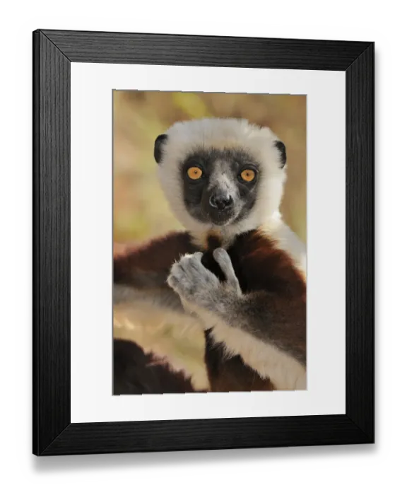 Framed Print : Coquerels Sifaka (Propithecus coquereli), portrait, Madagascar, Africa Framed Print : Coquerels Sifaka (Propithecus coquereli), portrait, Madagascar, Africa