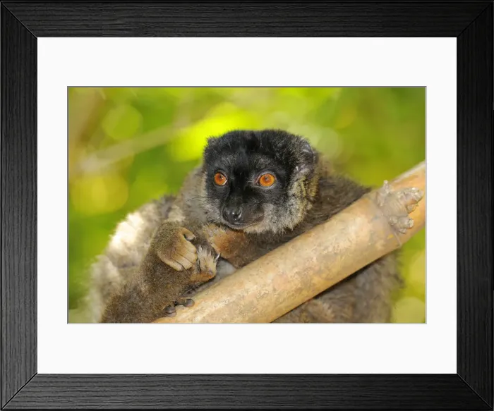 Framed Print : Common Brown Lemur (Eulemur fulvus fulvus), portrait, Madagascar, Africa Framed Print : Common Brown Lemur (Eulemur fulvus fulvus), portrait, Madagascar, Africa