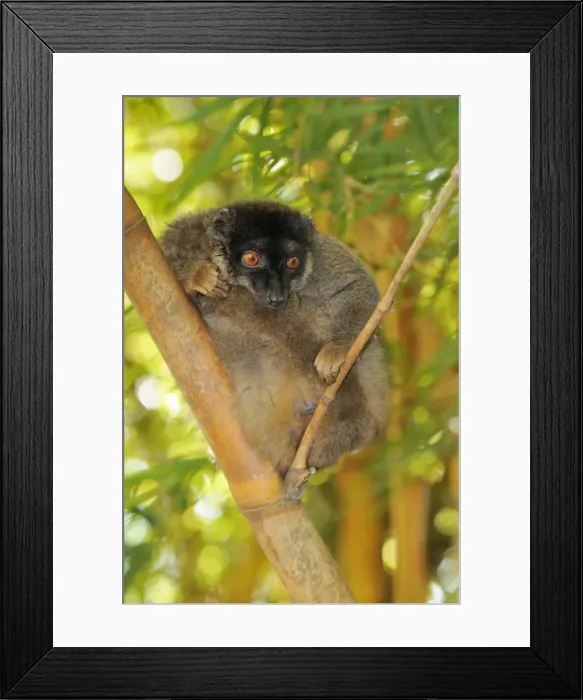 Framed Print : Common Brown Lemur (Eulemur fulvus fulvus), male, sitting on branch, Madagascar, Africa Framed Print : Common Brown Lemur (Eulemur fulvus fulvus), male, sitting on branch, Madagascar, Africa