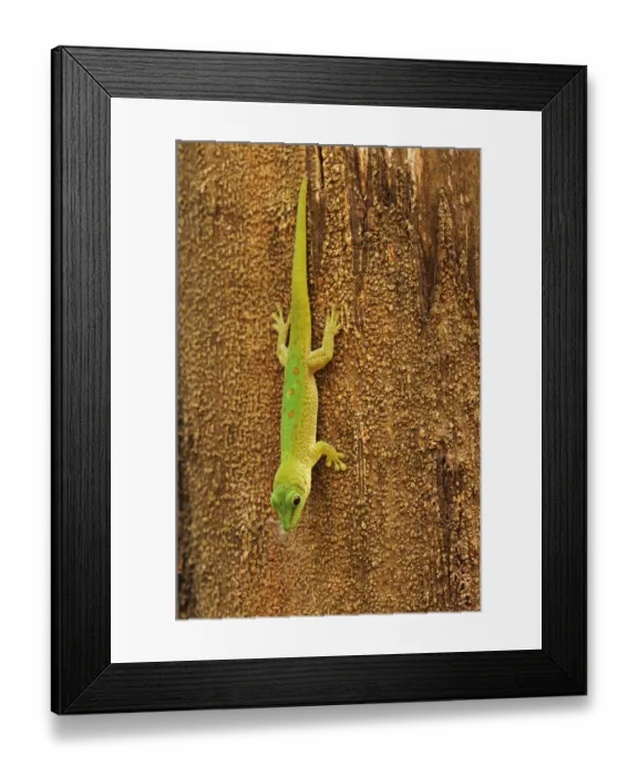 Framed Print : Madagascar day gecko (Phelsuma madagascariensis), hanging from tree Framed Print : Madagascar day gecko (Phelsuma madagascariensis), hanging from tree
