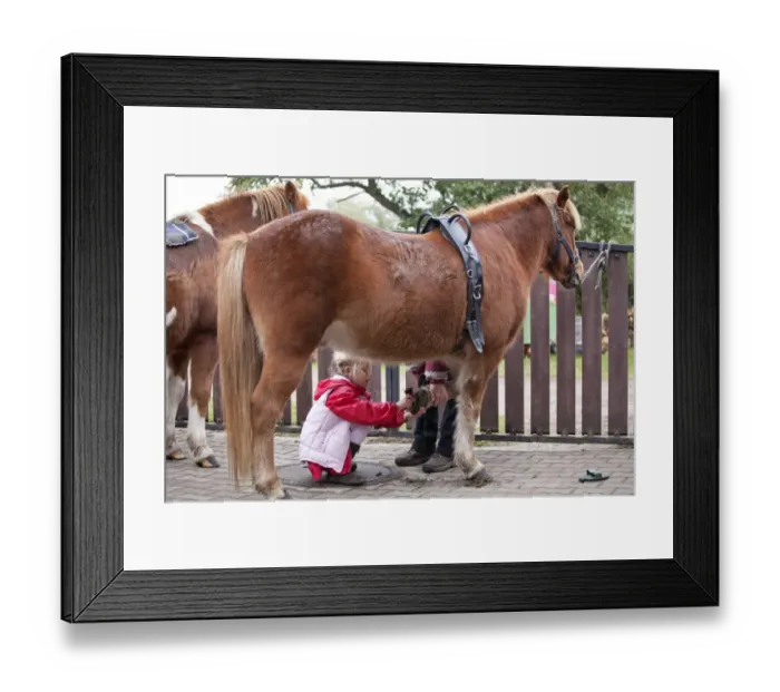 Framed Print : Young girl cleaning the hooves of a pony Framed Print : Young girl cleaning the hooves of a pony