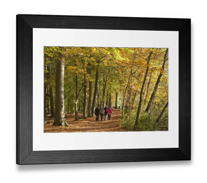 Framed Print : Walk in an autumnal forest, Lueneburg, Lower Saxony, Germany, Europe Framed Print : Walk in an autumnal forest, Lueneburg, Lower Saxony, Germany, Europe