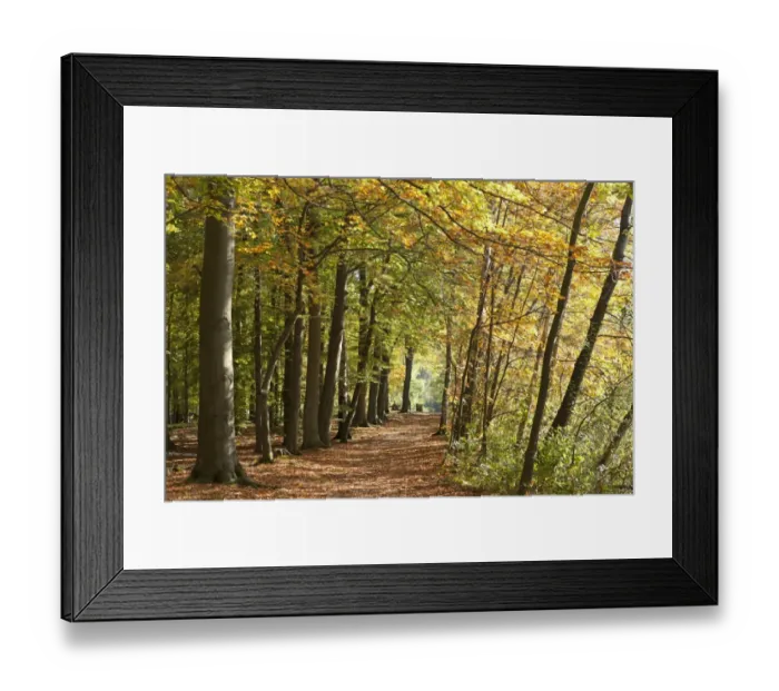 Framed Print : Autumnal forest, Lueneburg, Lower Saxony, Germany, Europe Framed Print : Autumnal forest, Lueneburg, Lower Saxony, Germany, Europe