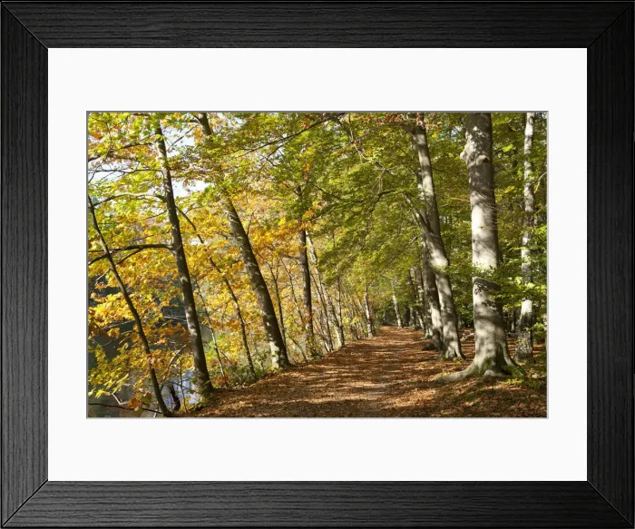 Framed Print : Autumnal forest, Lueneburg, Lower Saxony, Germany, Europe Framed Print : Autumnal forest, Lueneburg, Lower Saxony, Germany, Europe