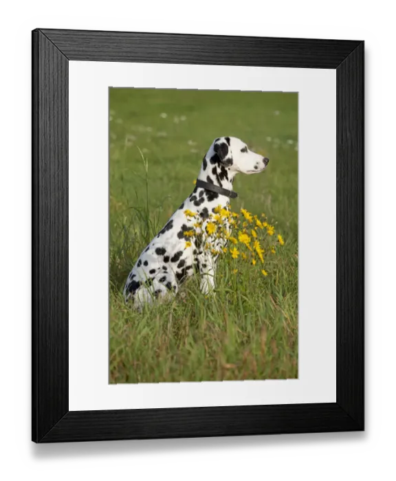 Framed Print : Dalmatian sitting in a meadow