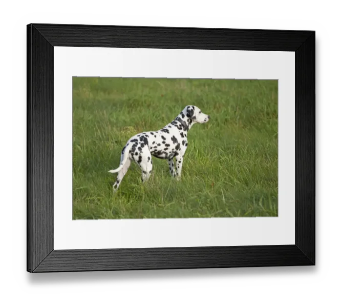 Framed Print : Dalmatian standing in a meadow Framed Print : Dalmatian standing in a meadow