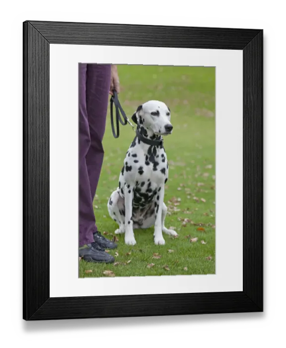Framed Print : Dalmatian sitting next to owner Framed Print : Dalmatian sitting next to owner