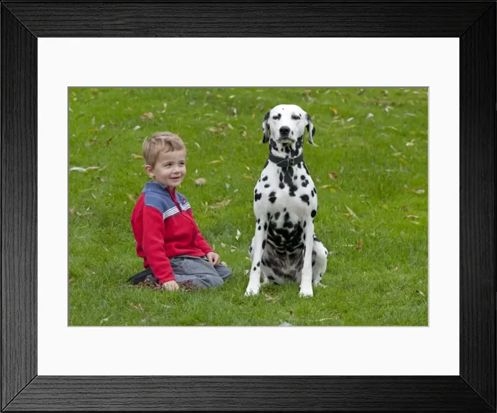 Framed Print : Little boy with Dalmatian Framed Print : Little boy with Dalmatian