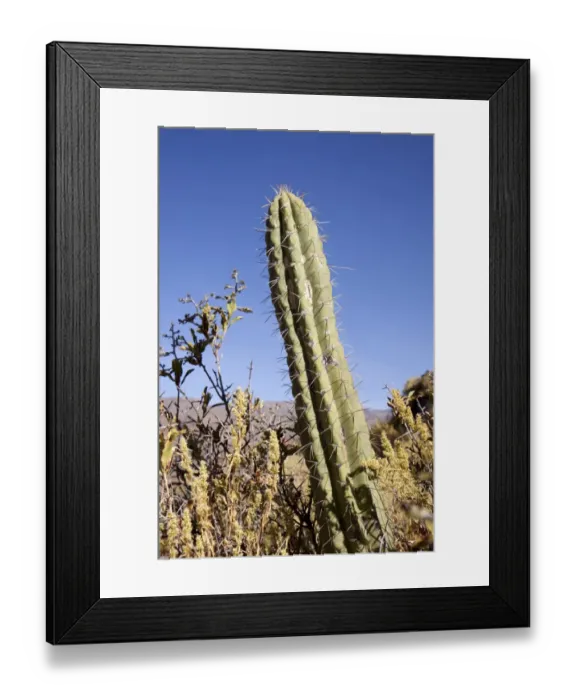 Framed Print : Cactus in the mountains near Chivay, Peru, South America Framed Print : Cactus in the mountains near Chivay, Peru, South America