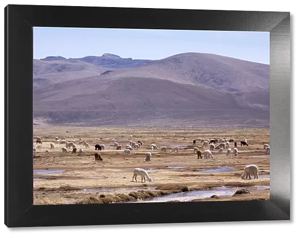 Lamas in the mountains near Arequipa, Peru, South America
