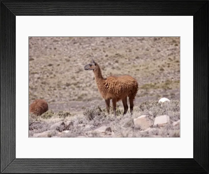 Framed Print : Llama near Arequipa, Peru, South America Framed Print : Llama near Arequipa, Peru, South America