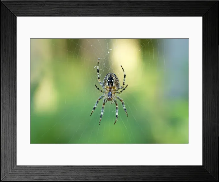Framed Print : Araneus orb-weaving spider (Araneus) in its web Framed Print : Araneus orb-weaving spider (Araneus) in its web