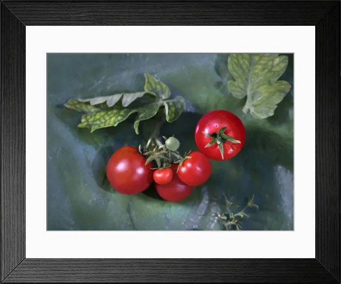 Framed Print : Red tomatoes with drops of dew and leaves Framed Print : Red tomatoes with drops of dew and leaves