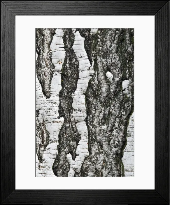 Framed Print : Tree bark, birch (Betula), background Framed Print : Tree bark, birch (Betula), background