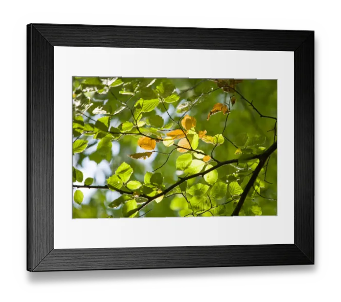 Framed Print : Illuminated Beech (Fagus) leaves on a branch, Wohldorf Forest, Hamburg, Germany, Europe Framed Print : Illuminated Beech (Fagus) leaves on a branch, Wohldorf Forest, Hamburg, Germany, Europe