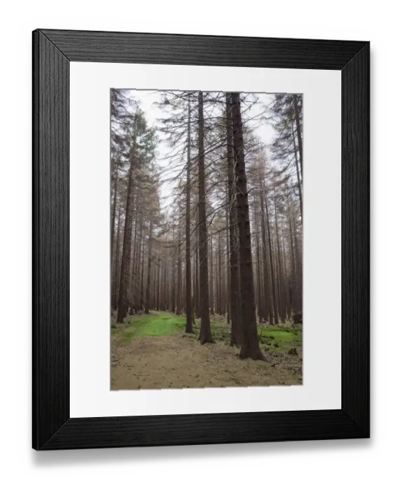 Framed Print : Trail through a Spruce (Picea) forest, Harz, Saxony-Anhalt, Germany, Europe Framed Print : Trail through a Spruce (Picea) forest, Harz, Saxony-Anhalt, Germany, Europe