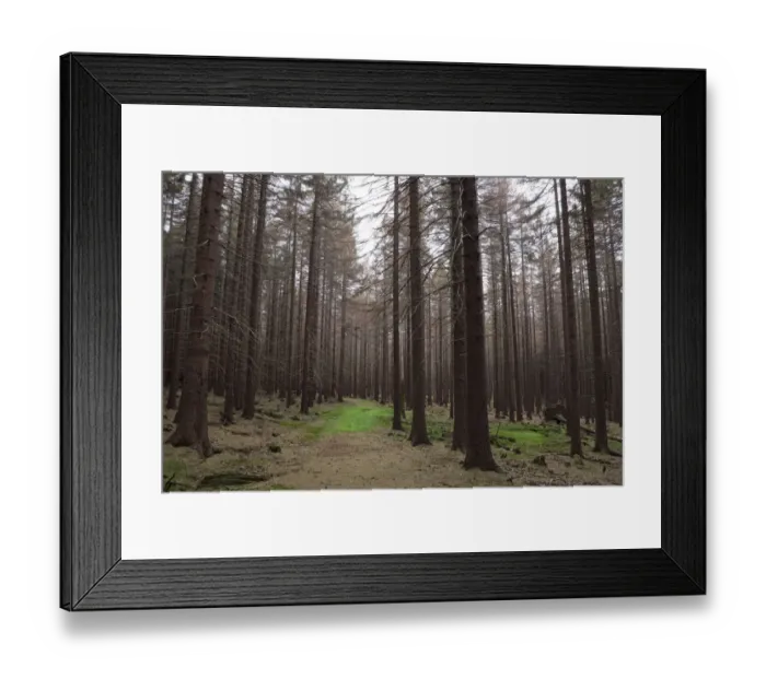 Framed Print : Trail through a Spruce (Picea) forest, Harz, Saxony-Anhalt, Germany, Europe