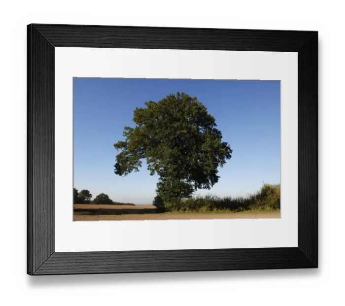 Framed Print : Oak (Quercus), Othenstorf, Mecklenburg-Western Pomerania, Germany, Europe Framed Print : Oak (Quercus), Othenstorf, Mecklenburg-Western Pomerania, Germany, Europe