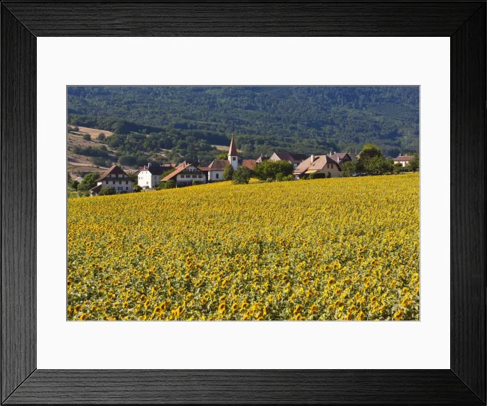 Framed Print : The village Onnens behind a field of sunflowers, Lake NeuchAzAtel, Switzerland, Europe Framed Print : The village Onnens behind a field of sunflowers, Lake NeuchAzAtel, Switzerland, Europe