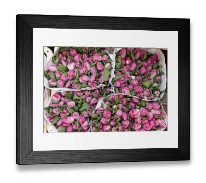 Framed Print : Tulips on sale at the flower market, the worlds only floating flower market, 1862, between Muntplein and Koningsplein, Amsterdam, Holland, Netherlands, Europe Framed Print : Tulips on sale at the flower market, the worlds only floating flower market, 1862, between Muntplein and Koningsplein, Amsterdam, Holland, Netherlands, Europe