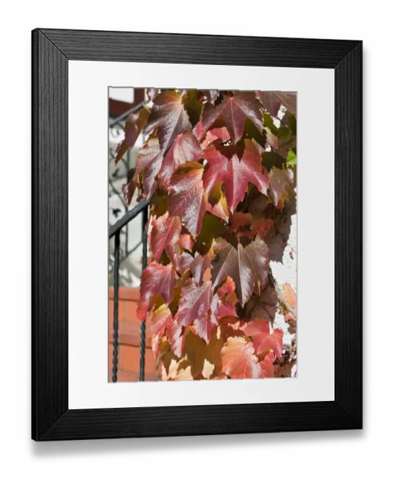 Framed Print : Virginia creeper (Parthenocissus tricuspidata) on a house wall Framed Print : Virginia creeper (Parthenocissus tricuspidata) on a house wall