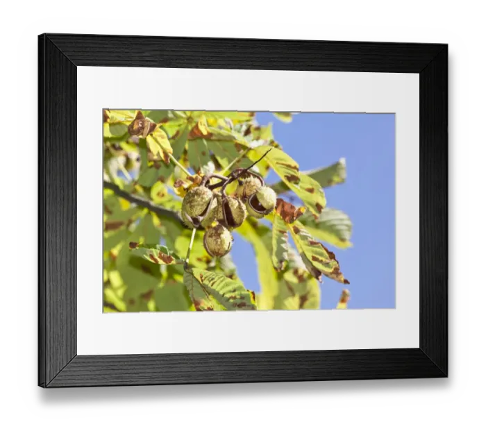 Framed Print : Horse Chestnuts or Conkers (Aesculus hippocastanum) with chestnut leaves, seeds and capsules on a tree Framed Print : Horse Chestnuts or Conkers (Aesculus hippocastanum) with chestnut leaves, seeds and capsules on a tree