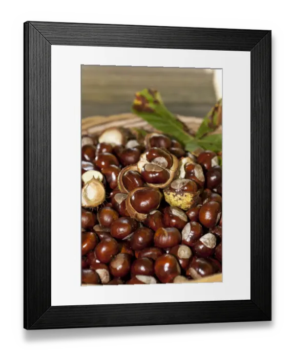 Framed Print : Horse Chestnuts or Conkers (Aesculus hippocastanum) with chestnut leaves, seeds and capsules in a wicker basket Framed Print : Horse Chestnuts or Conkers (Aesculus hippocastanum) with chestnut leaves, seeds and capsules in a wicker basket