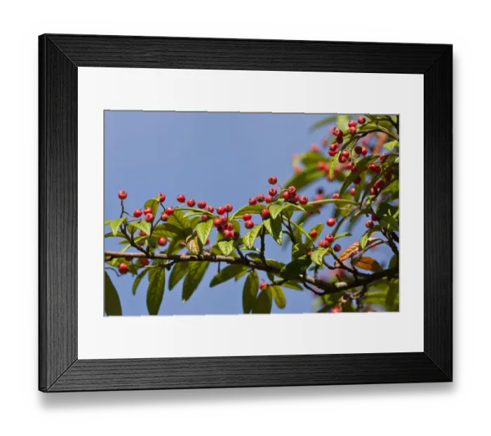 Framed Print : Rowan or Mountain Ash (Sorbus aucuparia) Framed Print : Rowan or Mountain Ash (Sorbus aucuparia)