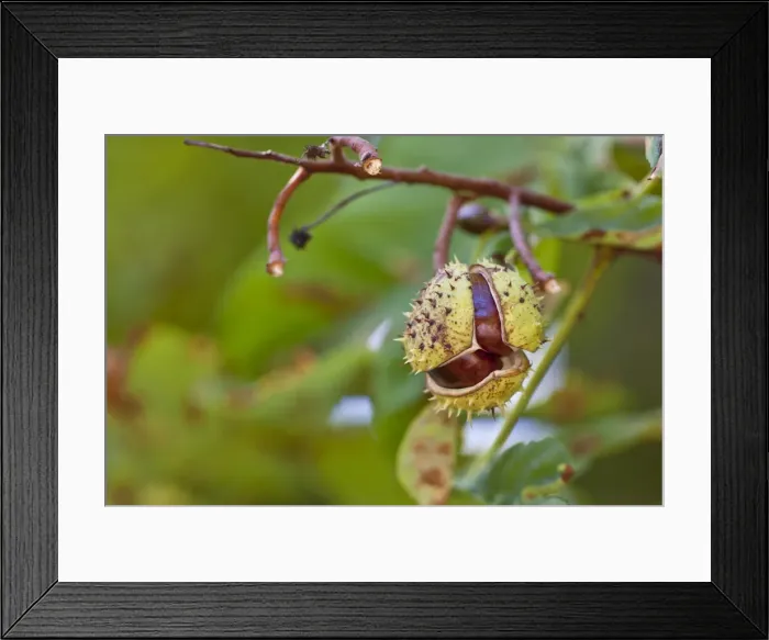 Framed Print : Horse Chestnuts or Conkers (Aesculus hippocastanum) with chestnut leaves, seeds and capsules on a tree Framed Print : Horse Chestnuts or Conkers (Aesculus hippocastanum) with chestnut leaves, seeds and capsules on a tree