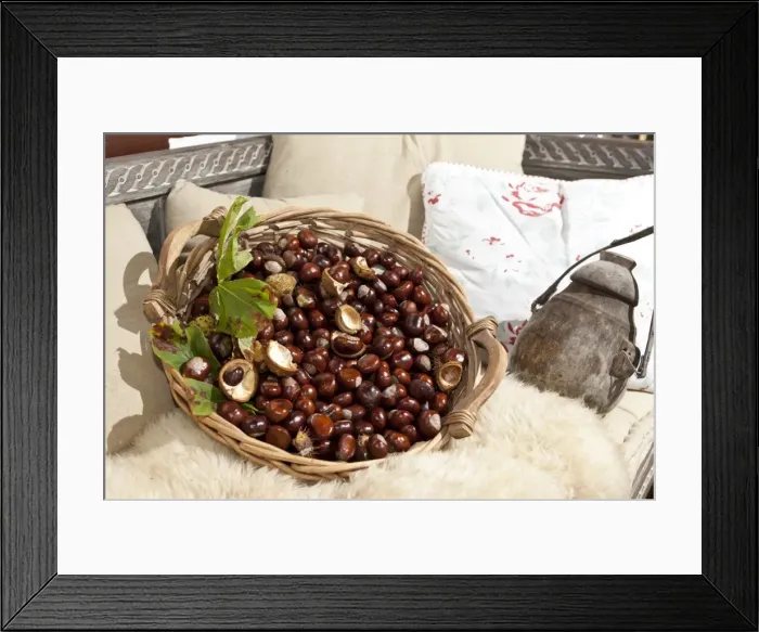 Framed Print : Horse Chestnuts or Conkers (Aesculus hippocastanum) with chestnut leaves, seeds and capsules in a wicker basket Framed Print : Horse Chestnuts or Conkers (Aesculus hippocastanum) with chestnut leaves, seeds and capsules in a wicker basket