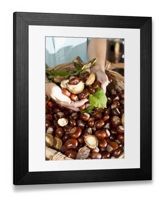 Framed Print : Woman taking Horse Chestnuts or Conkers (Aesculus hippocastanum) in her hands from a wicker basket Framed Print : Woman taking Horse Chestnuts or Conkers (Aesculus hippocastanum) in her hands from a wicker basket