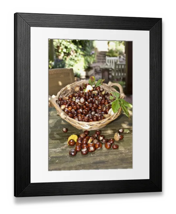 Framed Print : Horse Chestnuts or Conkers (Aesculus hippocastanum) with chestnut leaves, seeds and capsules in a wicker basket Framed Print : Horse Chestnuts or Conkers (Aesculus hippocastanum) with chestnut leaves, seeds and capsules in a wicker basket