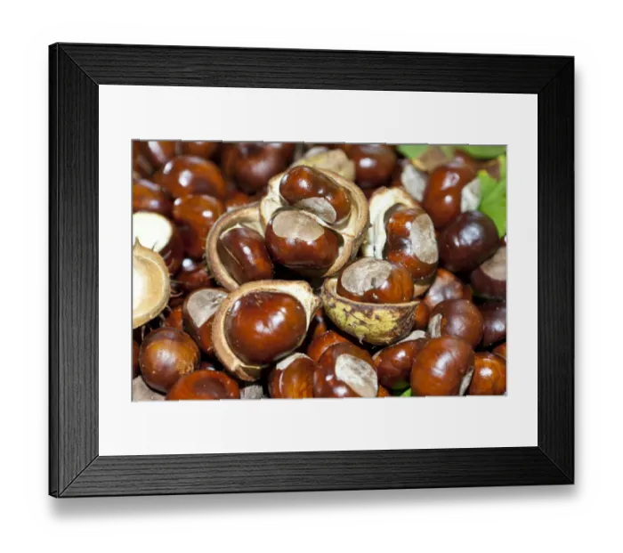 Framed Print : Horse Chestnuts or Conkers (Aesculus hippocastanum) with chestnut leaves, seeds and capsules Framed Print : Horse Chestnuts or Conkers (Aesculus hippocastanum) with chestnut leaves, seeds and capsules