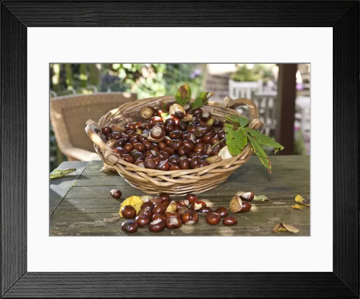 Framed Print : Horse Chestnuts or Conkers (Aesculus hippocastanum) with chestnut leaves, seeds and capsules in a wicker basket Framed Print : Horse Chestnuts or Conkers (Aesculus hippocastanum) with chestnut leaves, seeds and capsules in a wicker basket