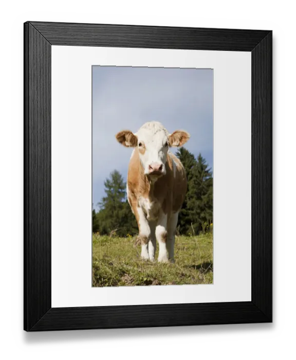 Framed Print : Cow on the Hoehlenstein-Alm mountain pasture, Langkampfen, Tyrol, Austria, Europe