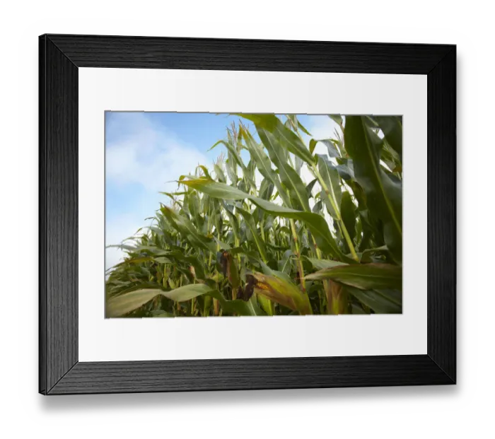 Framed Print : Cornfield, autumn, Aichach district, Upper Bavaria, Germany, Europe Framed Print : Cornfield, autumn, Aichach district, Upper Bavaria, Germany, Europe