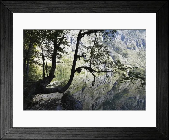 Framed Print : Maple tree on Lake Obersee, Berchtesgaden Alps, Nationalpark Berchtesgaden national park, Berchtesgadener Land, Upper Bavaria, Bavaria, Germany, Europe Framed Print : Maple tree on Lake Obersee, Berchtesgaden Alps, Nationalpark Berchtesgaden national park, Berchtesgadener Land, Upper Bavaria, Bavaria, Germany, Europe
