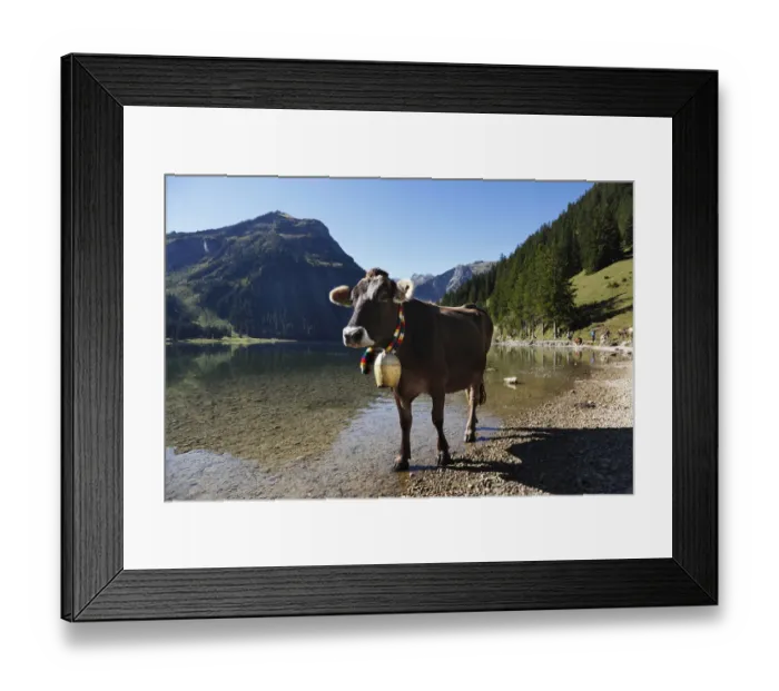 Framed Print : Cow with cow bell, cattle drive on Lake Vilsalpsee at Tannheim, Tannheimer Tal high valley, Tyrol, Austria, Europe