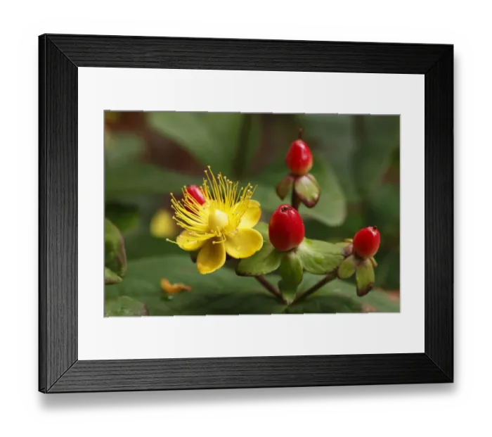 Framed Print : Blossom and berries of Hypericum or St. Johns Wort (Hypericum inodorum, Magical Passion ), shrub, garden plant Framed Print : Blossom and berries of Hypericum or St. Johns Wort (Hypericum inodorum, Magical Passion ), shrub, garden plant