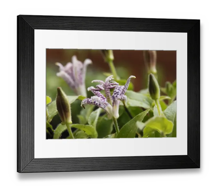 Framed Print : Toad Lily or Hairy Toad Lily (Tricyrtis hirta, Tricyrtis japonica), flower, garden plant Framed Print : Toad Lily or Hairy Toad Lily (Tricyrtis hirta, Tricyrtis japonica), flower, garden plant