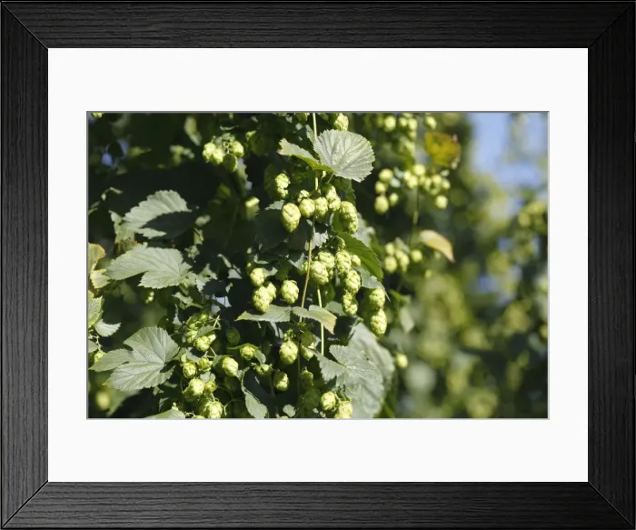 Framed Print : Common Hops (Humulus lupulus) with mature flower cones in a hop garden, Hallertau or Holledau, Upper Bavaria, Bavaria, Germany, Europe Framed Print : Common Hops (Humulus lupulus) with mature flower cones in a hop garden, Hallertau or Holledau, Upper Bavaria, Bavaria, Germany, Europe