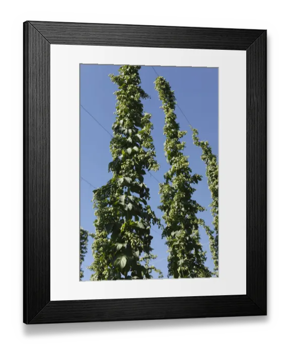 Framed Print : Common Hops (Humulus lupulus) with mature flower cones in a hop garden, Hallertau or Holledau, Upper Bavaria, Bavaria, Germany, Europe Framed Print : Common Hops (Humulus lupulus) with mature flower cones in a hop garden, Hallertau or Holledau, Upper Bavaria, Bavaria, Germany, Europe