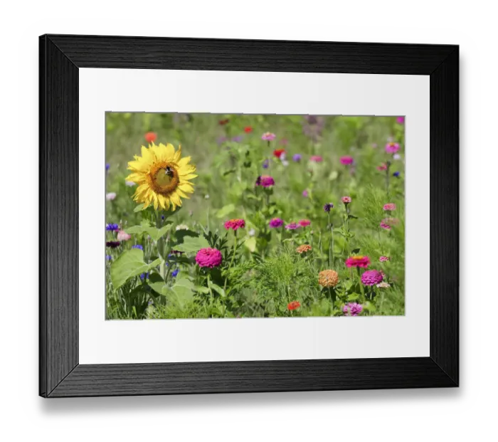 Framed Print : Meadow with wild flowers, Loir et Cher, France, Europe Framed Print : Meadow with wild flowers, Loir et Cher, France, Europe