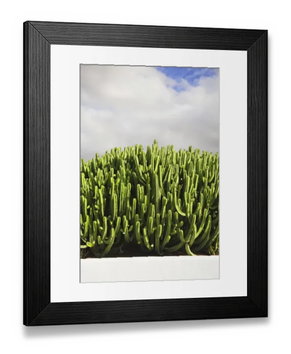 Framed Print : Cactus group, Lanzarote, Canary Islands, Spain, Europe Framed Print : Cactus group, Lanzarote, Canary Islands, Spain, Europe