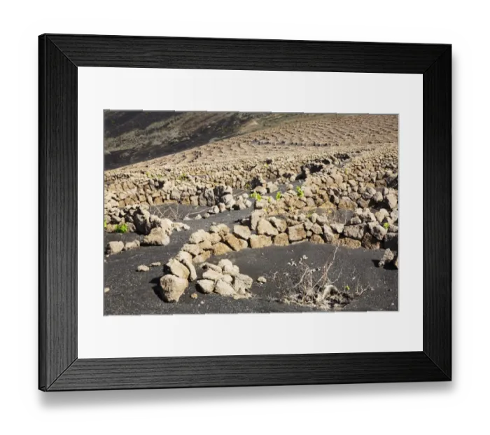 Framed Print : Traditional wine growing, La Geria, Lanzarote, Canary Islands, Spain, Europe