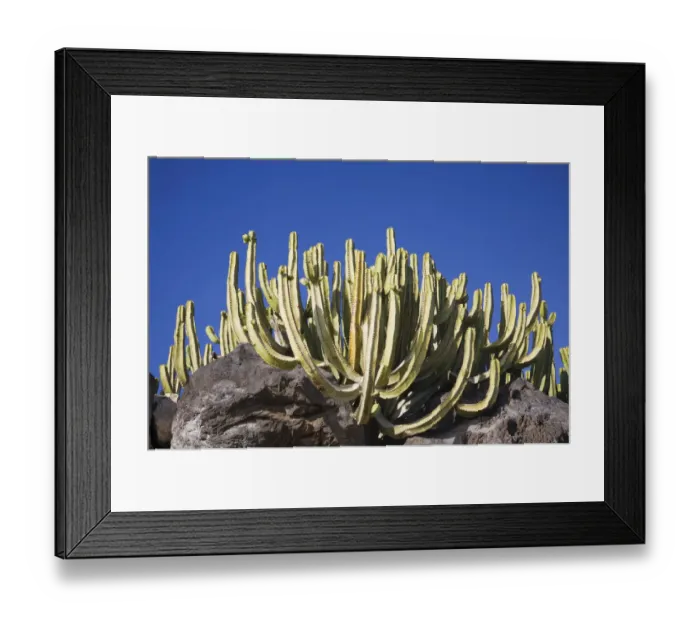 Framed Print : Groupf of cacti, Lanzarote, Canary Islands, Spain, Europe Framed Print : Groupf of cacti, Lanzarote, Canary Islands, Spain, Europe