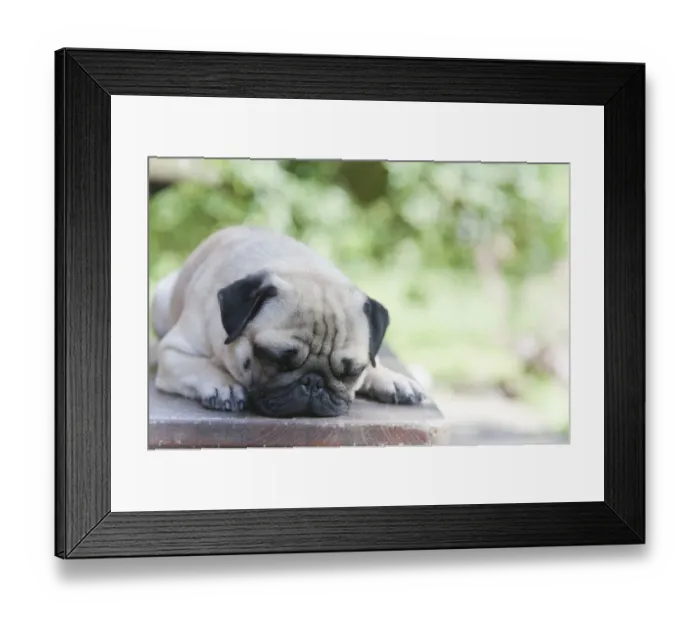 Framed Print : A young pug is dozing on a wooden bench Framed Print : A young pug is dozing on a wooden bench